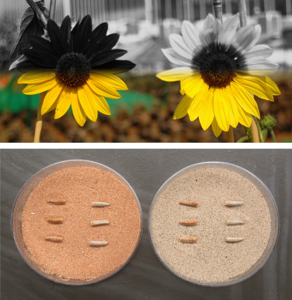 Top: wild sunflower inflorescences imaged in the UV and visible spectrum.

Bottom: seed colour of H. anomalus matches the colour of the sand dunes the plants grow in 