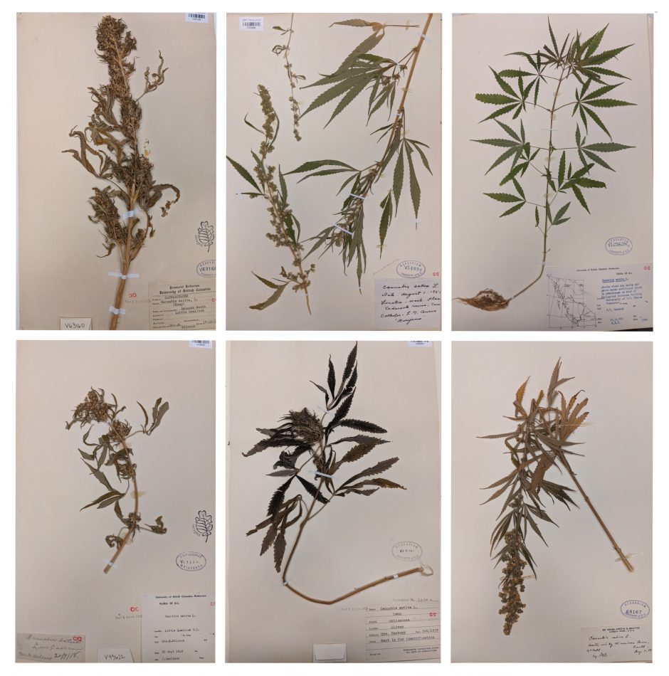 Cannabis herbarium specimens
